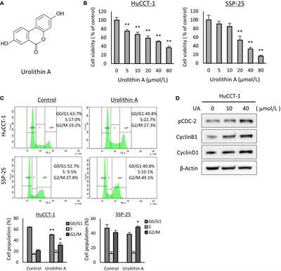 Urolithin A targets the AKT/WNK1 axis to induce autophagy and exert anti-tumor effects in cholangiocarcinoma